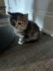 Mixed Cats for sale in Myrtle Beach, SC, USA. price: NA