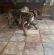 Mixed Puppies for sale in MONTGOMRY VLG, MD 20877, USA. price: $400