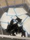 Mixed Puppies for sale in Birmingham, AL, USA. price: $150