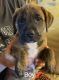 Mixed Puppies for sale in Ontario, OR 97914, USA. price: $40