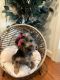 Mixed Puppies for sale in Baltimore, MD, USA. price: $800