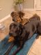 Mixed Puppies for sale in Westminster, CO, USA. price: $100