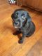 Mixed Puppies for sale in Buckman, Portland, OR, USA. price: $300