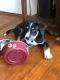 Mixed Puppies for sale in Buckman, Portland, OR, USA. price: $300