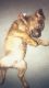 Mixed Puppies for sale in Harford County, MD, USA. price: $250