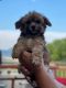 Mixed Puppies for sale in Goodrich, MI 48438, USA. price: $500