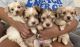 Mixed Puppies for sale in Forest Grove, OR 97116, USA. price: $1,650