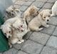 Mixed Puppies for sale in Imlay City, MI 48444, USA. price: $700