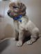 Mixed Puppies for sale in South Windsor, CT, USA. price: $900