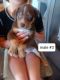 Mixed Puppies for sale in Nampa, ID, USA. price: $100