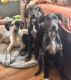 Mixed Puppies for sale in Three Rivers, MI 49093, USA. price: $100