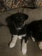 Mixed Puppies for sale in Apollo, PA 15613, USA. price: $170