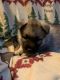 Mixed Puppies for sale in Shippensburg, PA 17257, USA. price: $600