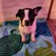 Mixed Puppies for sale in Sunbury, PA 17801, USA. price: $250