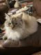 Mixed Cats for sale in Purvis, MS 39475, USA. price: $200