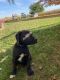Mixed Puppies for sale in Gap, PA, USA. price: $500