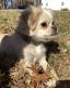 Mixed Puppies for sale in 6600 W 74th St, Overland Park, KS 66204, USA. price: $2,000