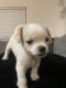 Mixed Puppies for sale in Pittsburgh, PA, USA. price: $200