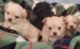 Mixed Puppies for sale in Birmingham, AL, USA. price: $950