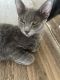 Mixed Cats for sale in La Puente, CA, USA. price: NA