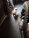 Mixed Puppies for sale in Salem, OR, USA. price: $300