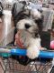 Mixed Puppies for sale in Clifton Heights, Pennsylvania. price: $650