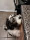 Mixed Puppies for sale in Clifton Heights, Pennsylvania. price: $650