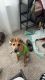 Mixed Puppies for sale in Montgomery, Texas. price: NA