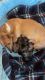 Mixed Puppies for sale in Hueytown, Alabama. price: $400