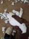 Mixed Puppies for sale in Katy, Texas. price: $75