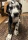 Mixed Puppies for sale in Hubbard, OR, USA. price: $600
