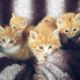 Mixed Cats for sale in Mill Hall, PA 17751, USA. price: NA