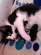 Mixed Cats for sale in NJ-17, Paramus, NJ 07652, USA. price: NA