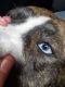 Mixed Puppies for sale in Flint, MI, USA. price: $190