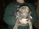 Mixed Puppies for sale in Flint, MI, USA. price: $170