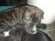 Mixed Puppies for sale in Flint, MI, USA. price: $125
