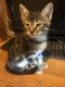 Mixed Cats for sale in 6975 Bluehill Ave, Las Vegas, NV 89156, USA. price: $20