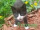 Mixed Cats for sale in Deer Park, WI 54007, USA. price: $20
