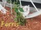 Mixed Cats for sale in Deer Park, WI 54007, USA. price: $20
