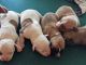 Mixed Puppies for sale in Killeen-Temple-Fort Hood, TX, TX, USA. price: $1,000