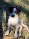Mixed Puppies for sale in OLD RVR-WNFRE, TX 77520, USA. price: NA