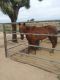 Mixed Horses for sale in Hesperia, CA, USA. price: NA
