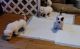 Mixed Puppies for sale in Burleson, TX 76028, USA. price: $50