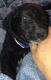 Mixed Puppies for sale in Grand Blanc, MI 48439, USA. price: $1,400