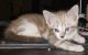 Mixed Cats for sale in Glendale, AZ, USA. price: $50