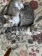 Mixed Cats for sale in McHenry, IL, USA. price: NA