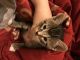 Mixed Cats for sale in 7720 Kling Rd, Mabelvale, AR 72103, USA. price: NA