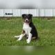 Mixed Puppies for sale in Clare, MI 48617, USA. price: NA