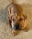 Mixed Puppies for sale in East Hartford, CT, USA. price: $4,000