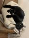 Mixed Cats for sale in El Mirage, AZ, USA. price: $30